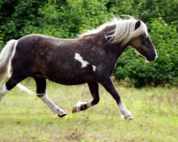 Zuchtstute Viota MP (Dt.Part-bred Shetland Pony, 2005, von Pascha) Zuchtstute Viota MP (Dt.Part-bred Shetland Pony, 2005, von Pascha)