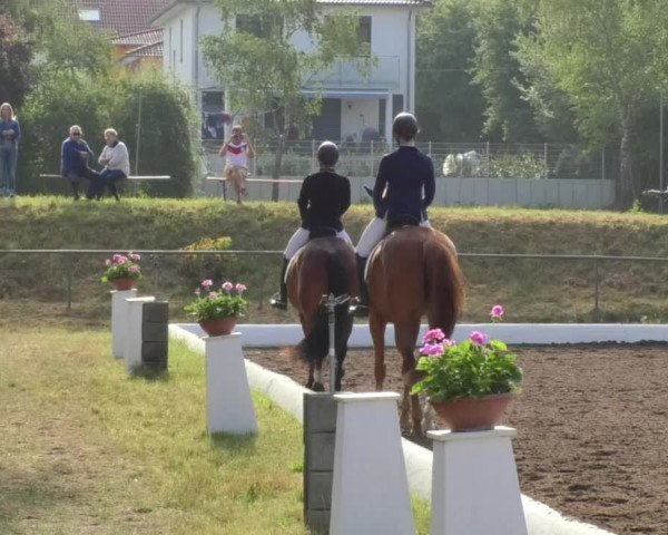 Reitturnier Wiesloch 2018