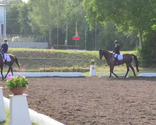 Reitturnier Wiesloch 2018