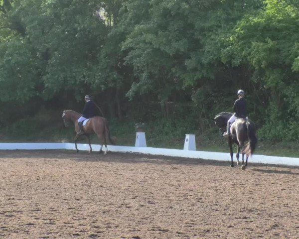Reitturnier Wiesloch 2018
