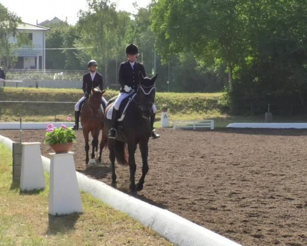 Reitturnier Wiesloch 2018