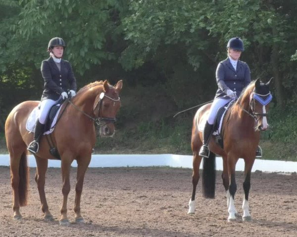 Reitturnier Wiesloch 2018