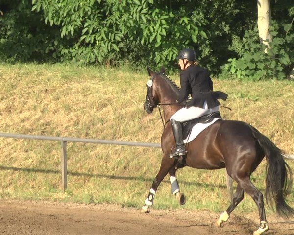 Reitturnier Wiesloch 2018