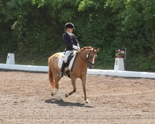 Reitturnier Wiesloch 2018