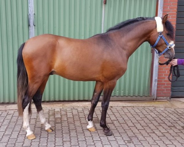 Dressurpferd Hui Buh 15 (Deutsches Reitpony, 2015, von Halifax) Dressurpferd Hui Buh 15 (Deutsches Reitpony, 2015, von Halifax)