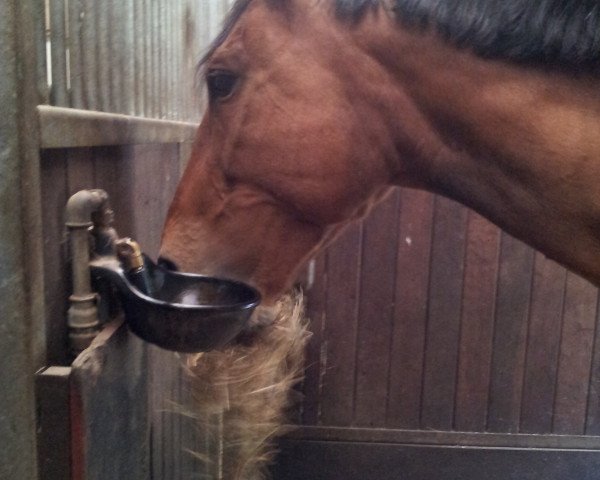 horse Vatima (Hanoverian, 1992, from Varus)