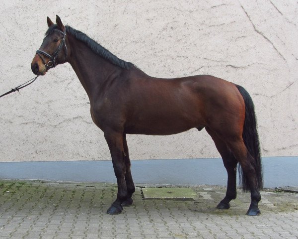 Pferd Corino 29 (Württemberger, 2007, von Corofino II)
