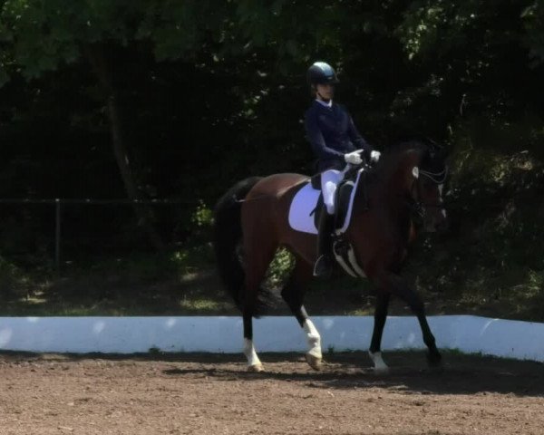Reitturnier Wiesloch 2018