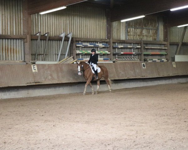 dressage horse Obelix 192 (Black Forest Horse, 2008, from Modus)