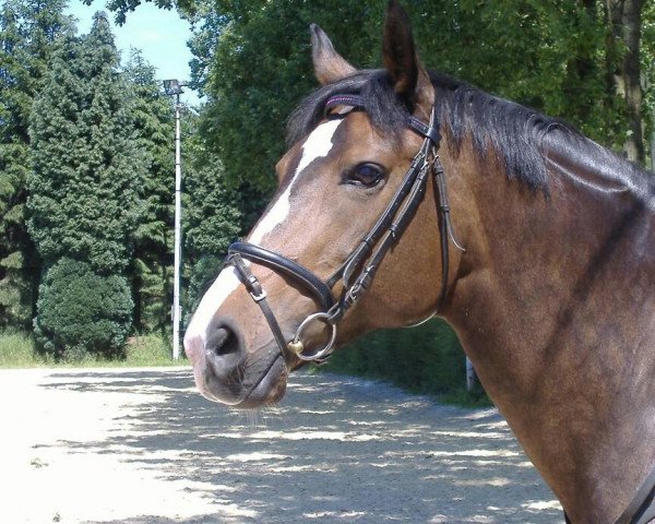 broodmare Askada (Westphalian, 1991, from Artwig)