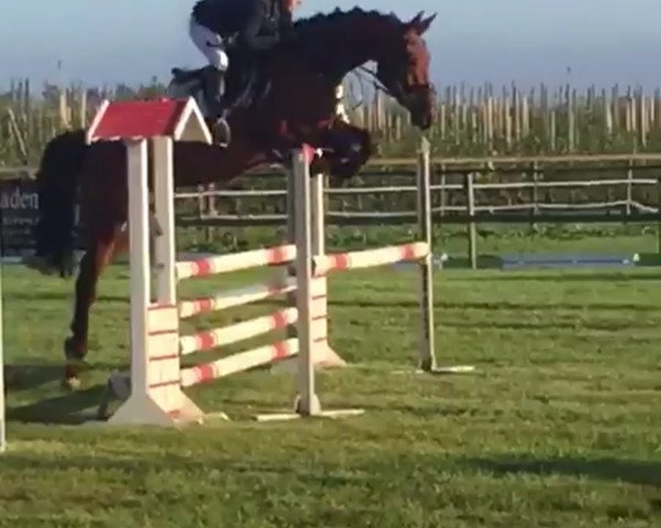 jumper Cascalin (Oldenburg show jumper, 2013, from Cascadello)