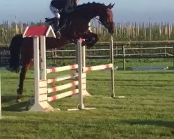 jumper Cascalin (Oldenburg show jumper, 2013, from Cascadello)