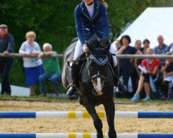 jumper Chinoccio 2 (Hanoverian, 2010, from Contendro I)