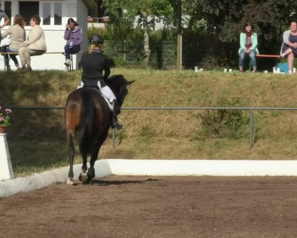 Reitturnier Wiesloch 2018