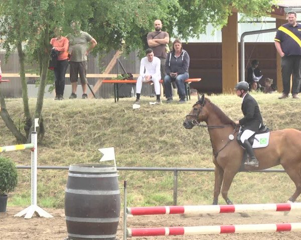 Reitturnier Wiesloch 2018