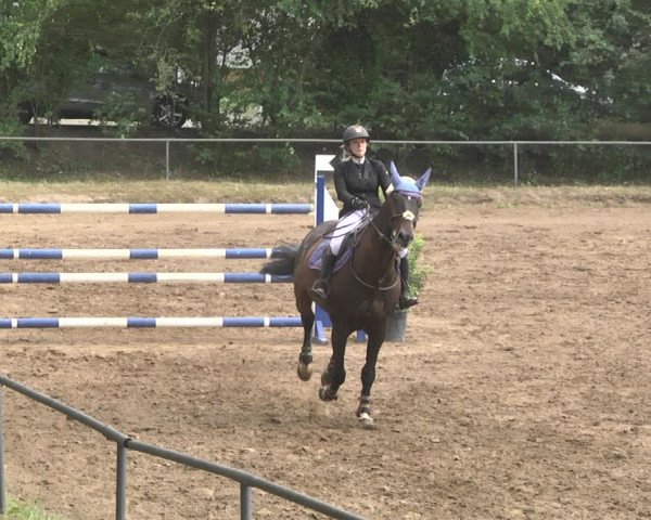 Reitturnier Wiesloch 2018