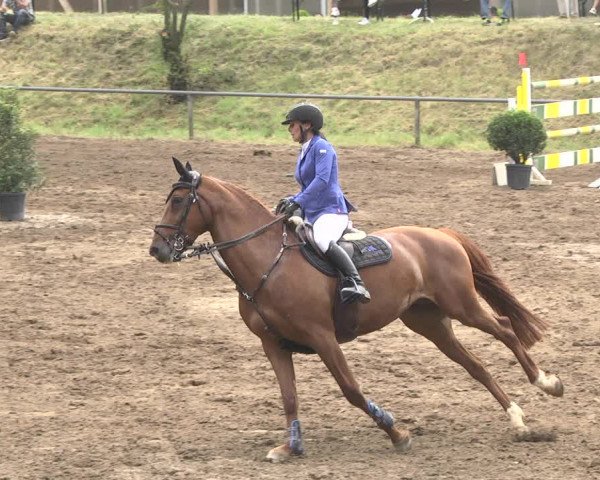 Reitturnier Wiesloch 2018