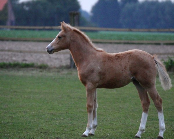 horse DoubleD Lady LS (German Riding Pony, 2016, from Double O Seven 10)