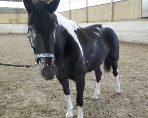horse Pixel (Criollo, 2013)