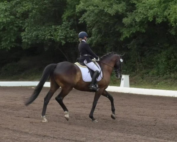 Reitturnier Wiesloch 2018
