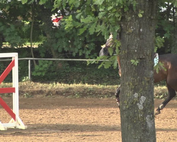 Reitturnier Wiesloch 2018