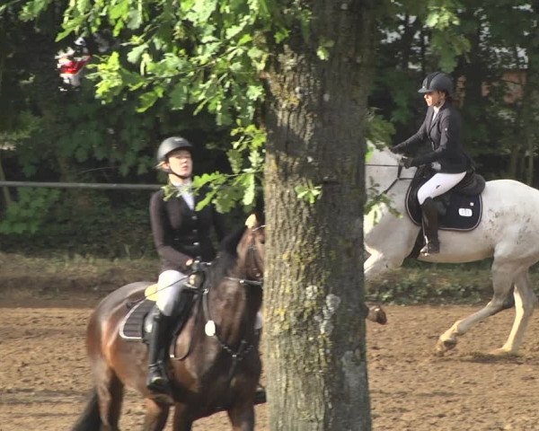 Reitturnier Wiesloch 2018