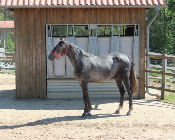 Pferd Beluna (Mecklenburger, 2015, von Belantis)