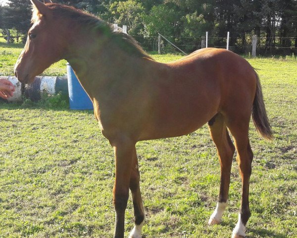 dressage horse Amethyst 91 (Hanoverian, 2017, from DSP Araldik)