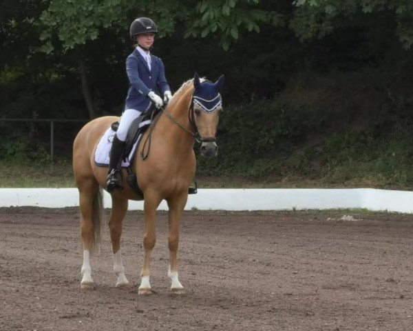 Reitturnier Wiesloch 2018