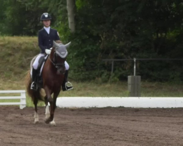 Reitturnier Wiesloch 2018