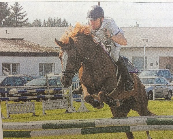 jumper Cara 171 (German Sport Horse, 2009, from Camarque 3)
