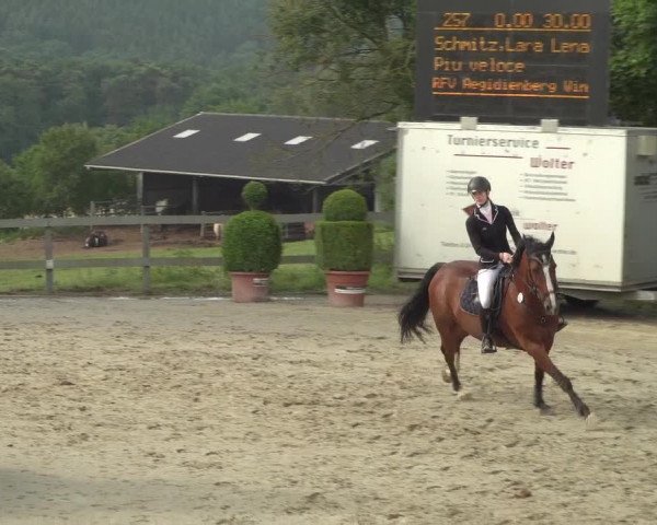 Reitturnier Kalenborn Hegehof 2018