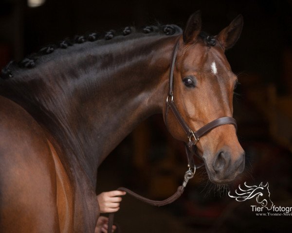 horse Londondancing (Hanoverian, 2007, from Londonderry)