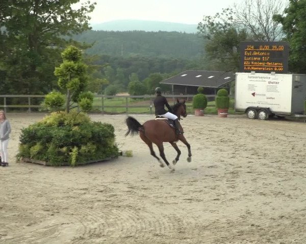 Reitturnier Kalenborn Hegehof 2018