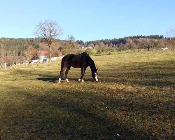 horse Kadera (Trakehner, 2008, from Polarzauber TSF)
