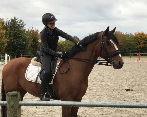 dressage horse Sundance Magic Kid (Oldenburg, 2004, from Sunny-Boy)