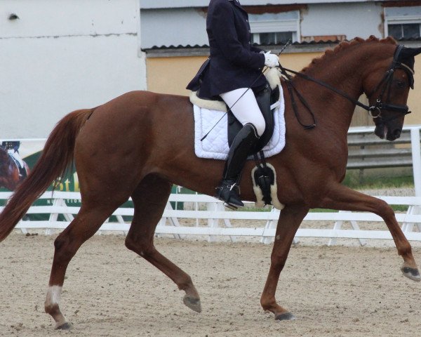 horse Donna Rubina (Oldenburg,  , from Fürst Fugger)
