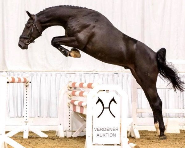 jumper Armstrong (Hanoverian, 2015, from Armitage)