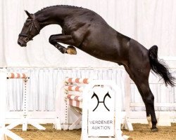 jumper Armstrong (Hanoverian, 2015, from Armitage)