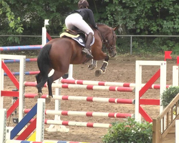 Reitturnier Wiesloch 2018
