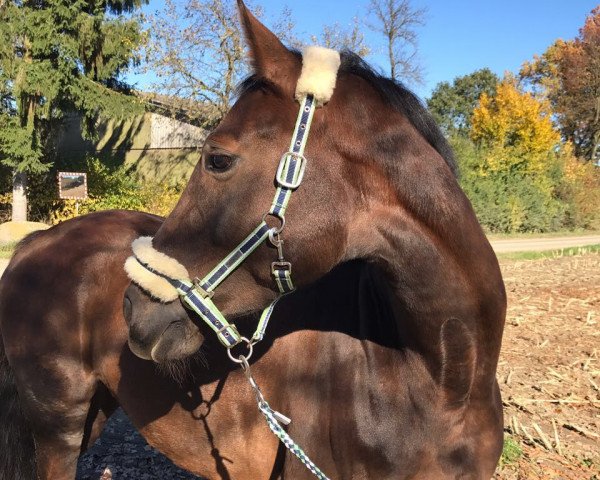 broodmare Lana del Rey (Bavarian, 2012, from Boston)