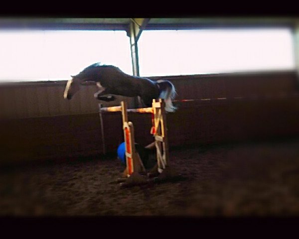 jumper Cash de Luxe (German Sport Horse, 2009, from Camarque 3)
