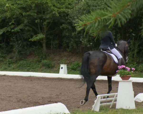 Reitturnier Wiesloch 2018