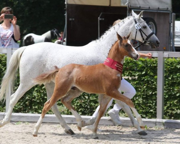 horse Huckleberry Finn (German Riding Pony, 2017, from Halifax)