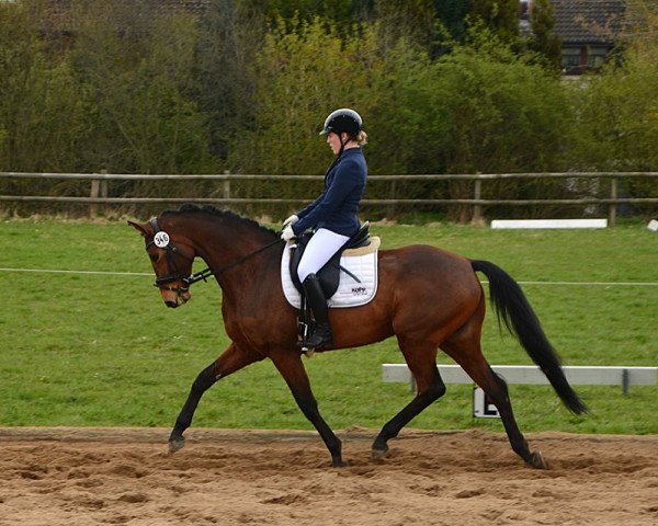 broodmare Polly Pocket 31 (Trakehner, 2011, from Elfado)