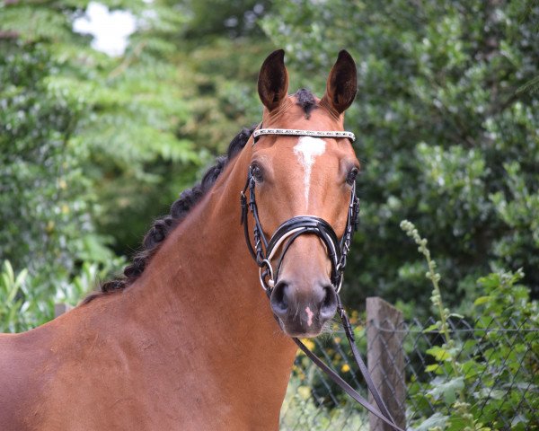 Pferd Dr. Watson Jr. (Hannoveraner, 2014, von Dr. Watson)