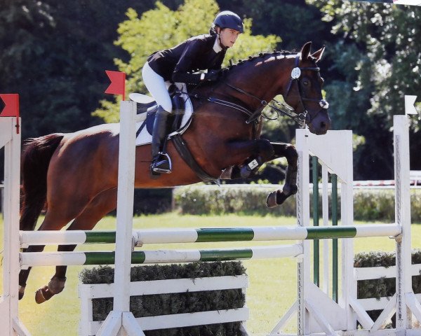 dressage horse Escobar AA 29 (Anglo-Arabs, 2008, from Neesahn AA)