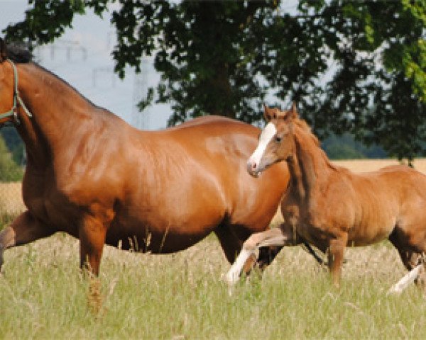 horse Honestus (Trakehner, 2011, from Benz)