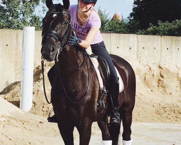 dressage horse Santinero (Hanoverian, 2006, from San Remo)