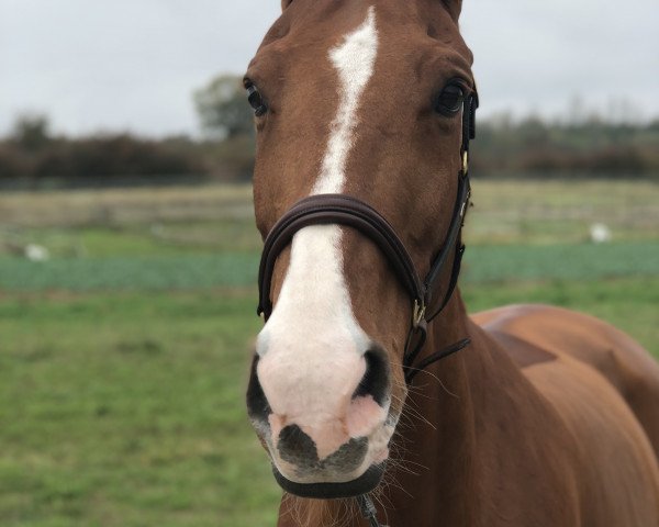 Dressurpferd Bernadette 22 (Hannoveraner, 2004, von Wolkentanz I)